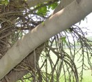 Live Plant Image