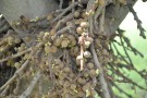 Live Plant Image