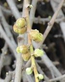 Live Plant Image
