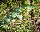 Live Plant Image