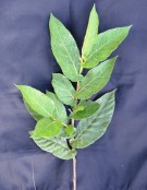 Live Plant Image