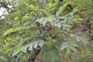 Live Plant Image