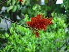 Live Plant Image