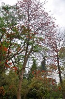 Live Plant Image