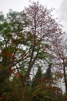 Live Plant Image