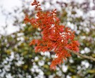 Live Plant Image