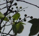 Live Plant Image