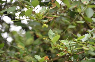 Live Plant Image