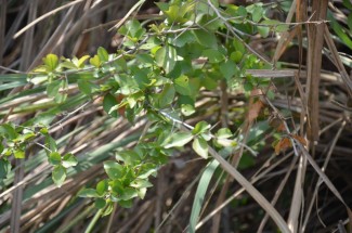 Live Plant Image