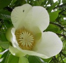 Live Plant Image