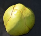 Live Plant Image