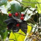 Live Plant Image