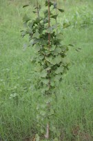 Live Plant Image