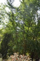 Live Plant Image
