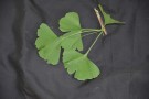 Live Plant Image