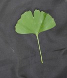 Live Plant Image