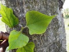 Live Plant Image
