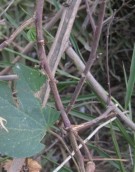 Live Plant Image