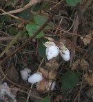 Live Plant Image