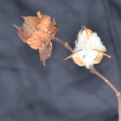 Live Plant Image