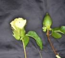 Live Plant Image