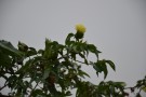 Live Plant Image
