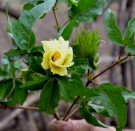 Live Plant Image