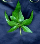Live Plant Image