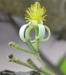 Live Plant Image