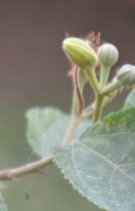 Live Plant Image