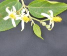 Live Plant Image