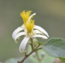 Live Plant Image