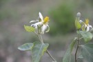 Live Plant Image