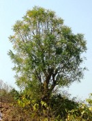 Live Plant Image
