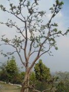 Live Plant Image