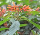 Live Plant Image