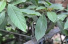 Live Plant Image