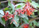 Live Plant Image