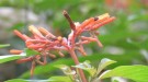 Live Plant Image