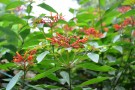 Live Plant Image