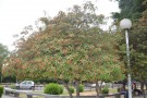 Live Plant Image