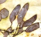 Live Plant Image