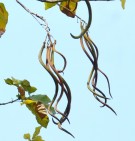 Live Plant Image