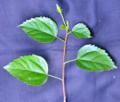 Live Plant Image