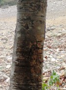 Live Plant Image