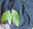 Live Plant Image