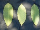 Live Plant Image