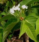 Live Plant Image