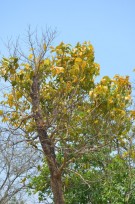 Live Plant Image