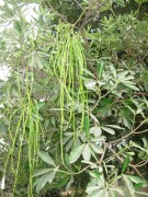 Live Plant Image
